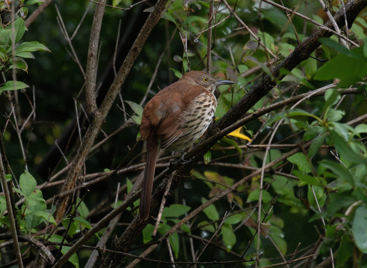 Brown Thrasher - ML642042064