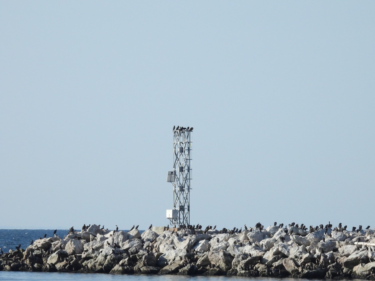 Double-crested Cormorant - ML642042066