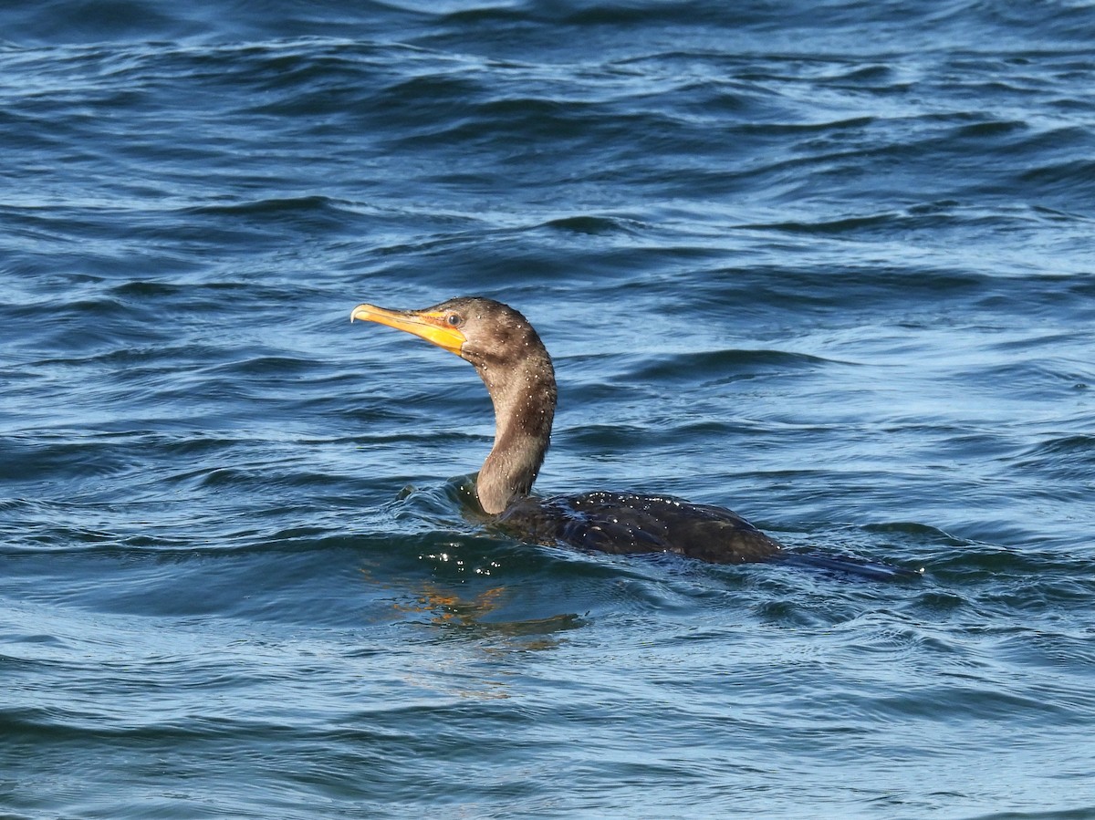 Double-crested Cormorant - ML642042069