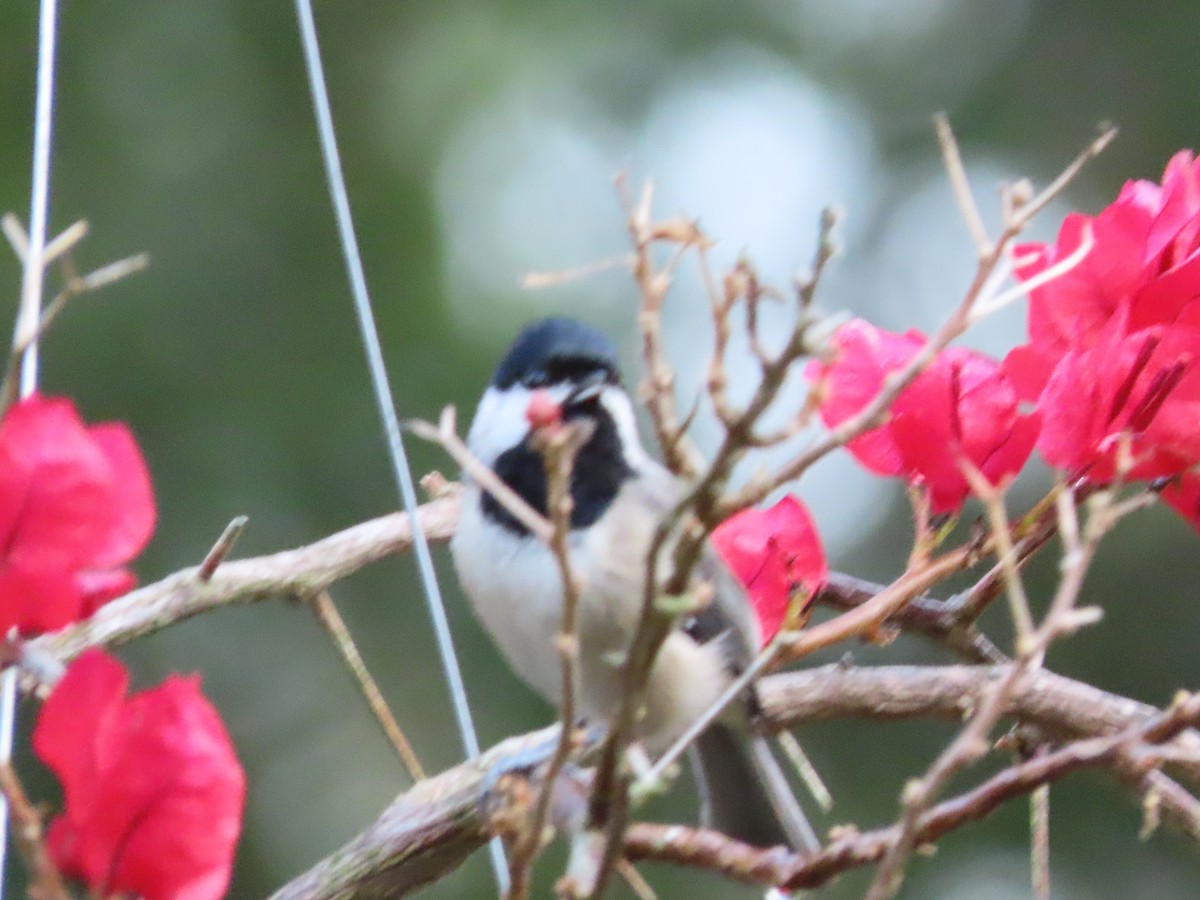Carolina Chickadee - ML642042071