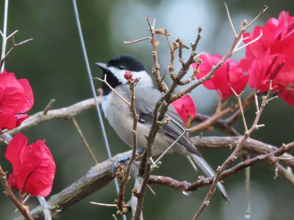 Carolina Chickadee - ML642042072