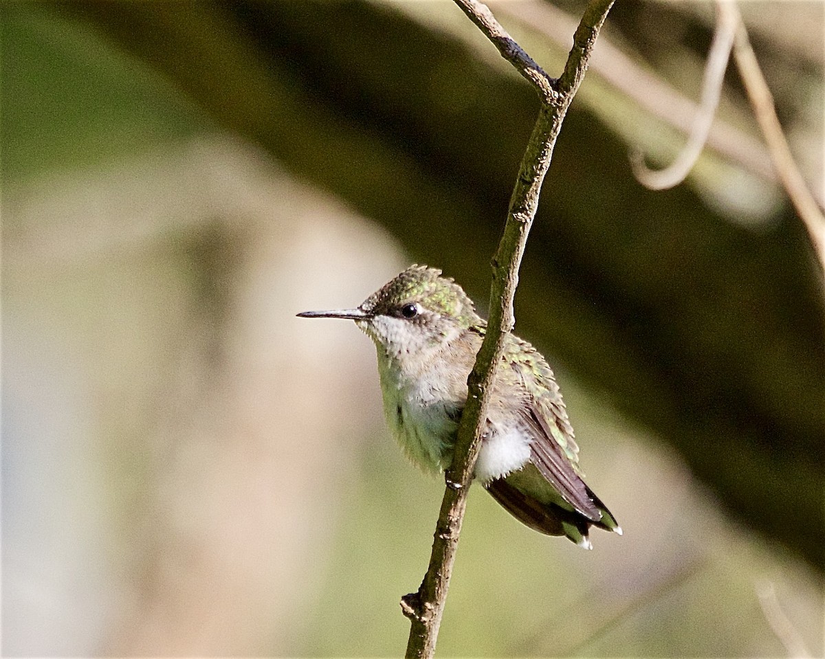 Ruby-throated Hummingbird - ML642042077