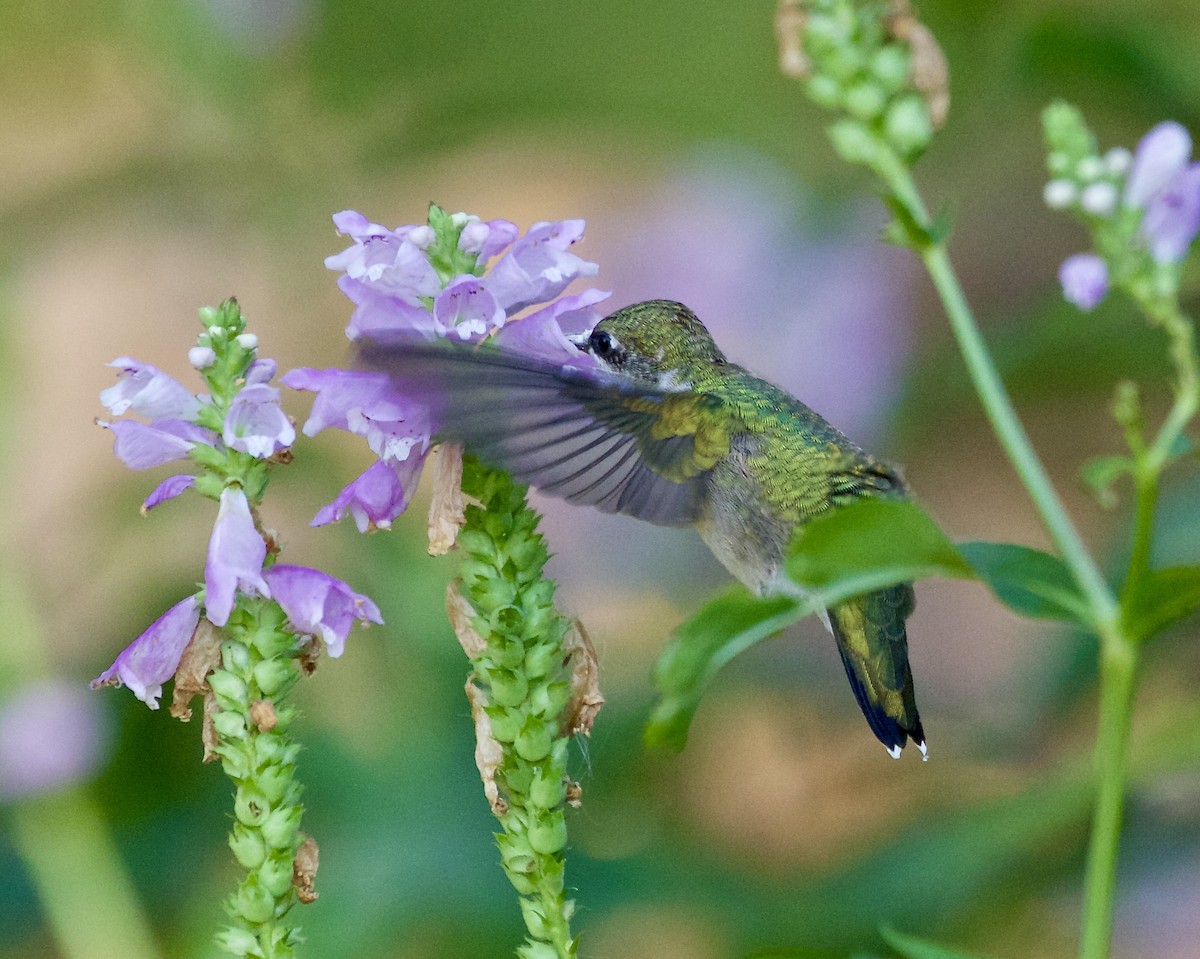 Ruby-throated Hummingbird - ML642042078