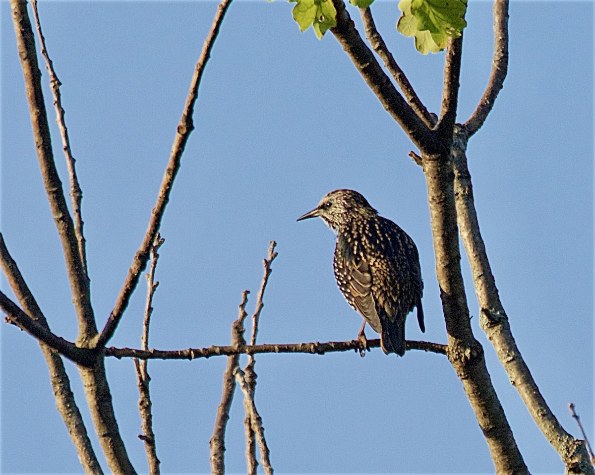 European Starling - ML642042084