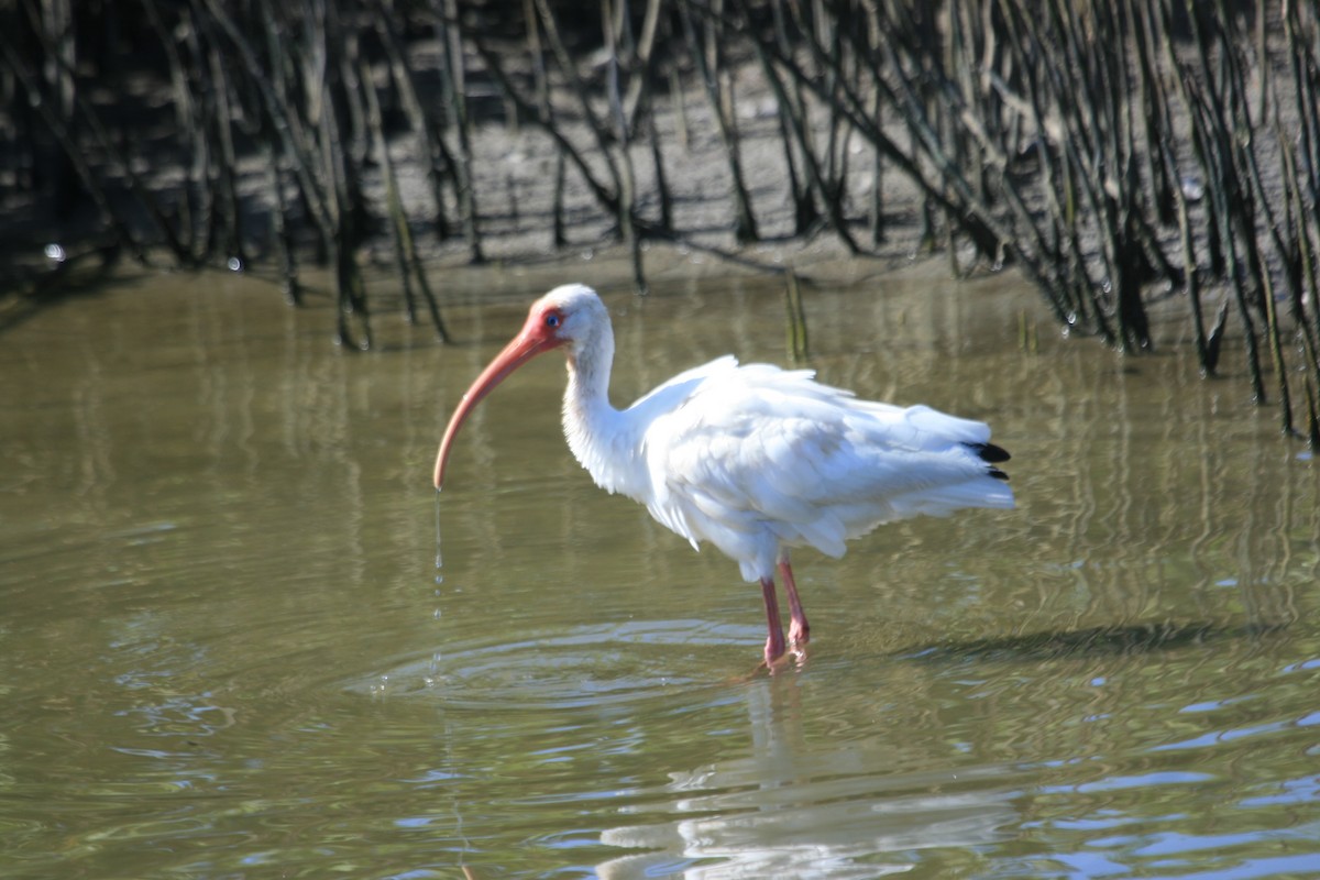 White Ibis - ML642042088