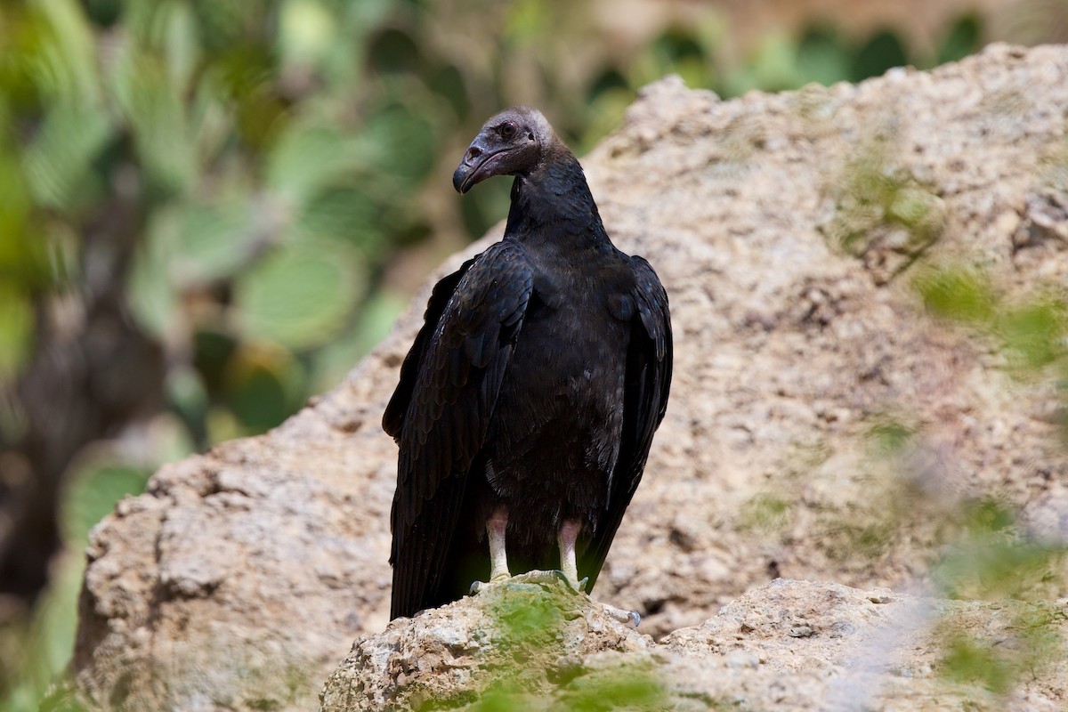 Turkey Vulture - ML642042099