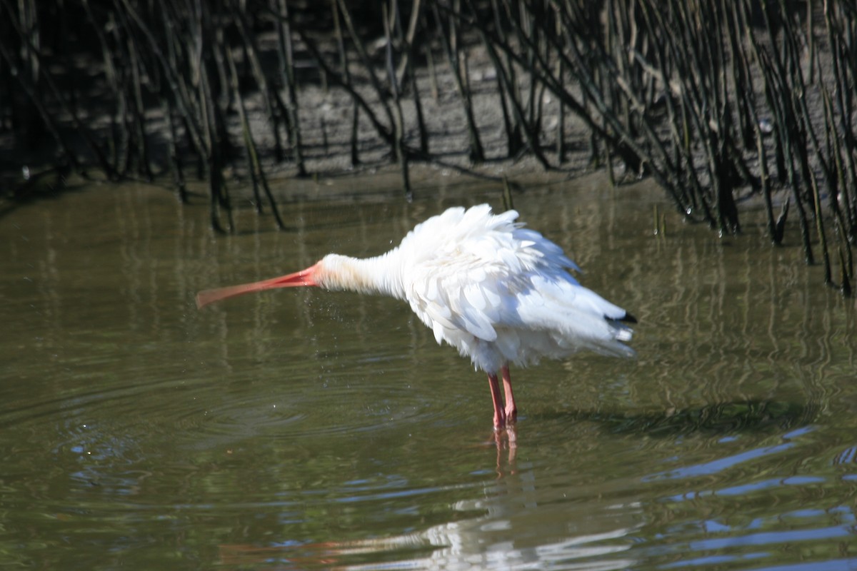 White Ibis - ML642042111