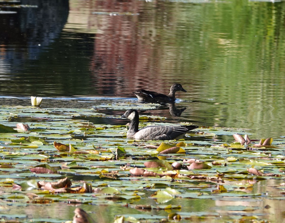 berneška malá (ssp. minima) - ML642042113