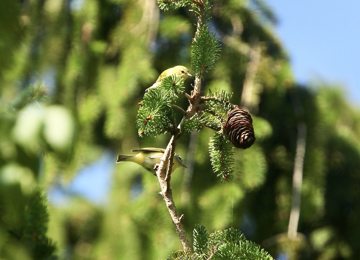 Philadelphia Vireo - ML642042119
