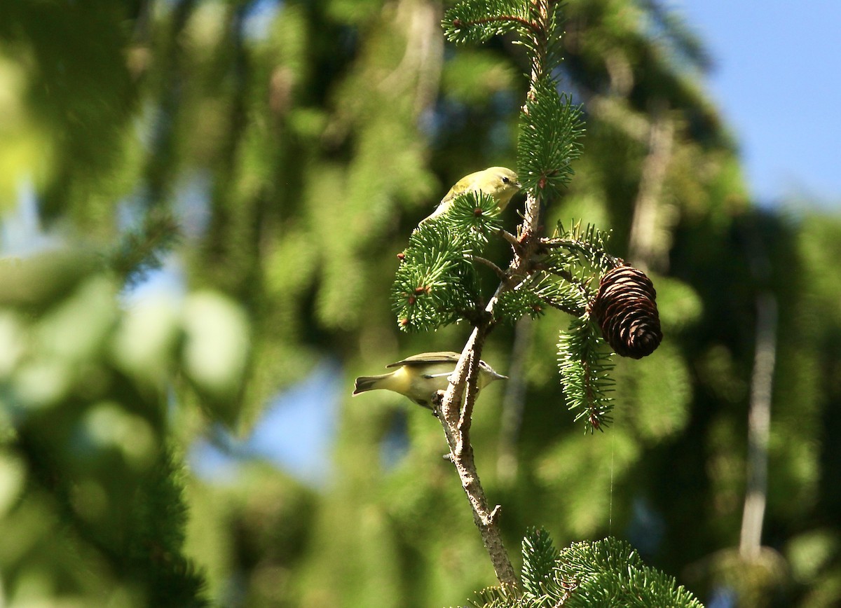 Philadelphia Vireo - ML642042120