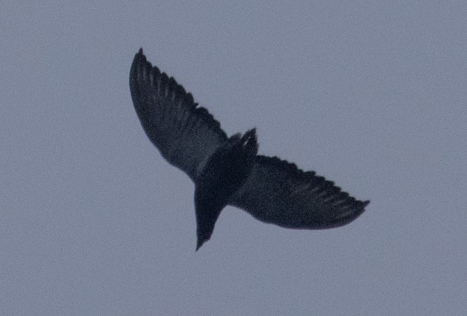 Хөхвөр тагтаа (суурин газрын) - ML642042126