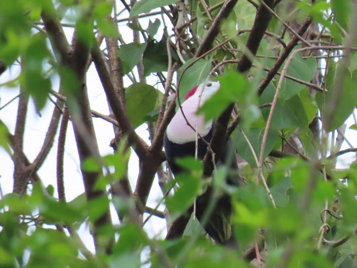 Red-naped Fruit-Dove - ML642042129