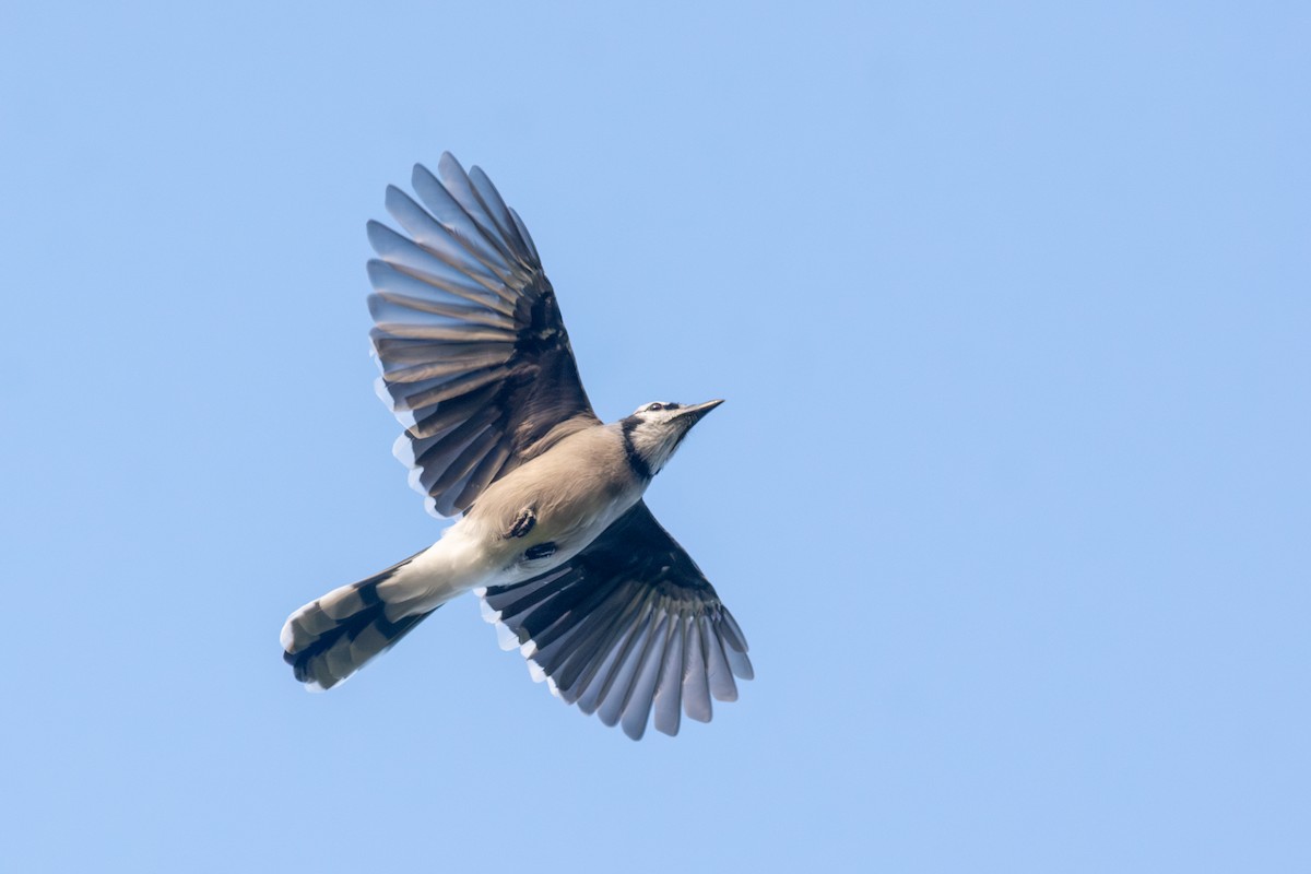 Blue Jay - ML642042143