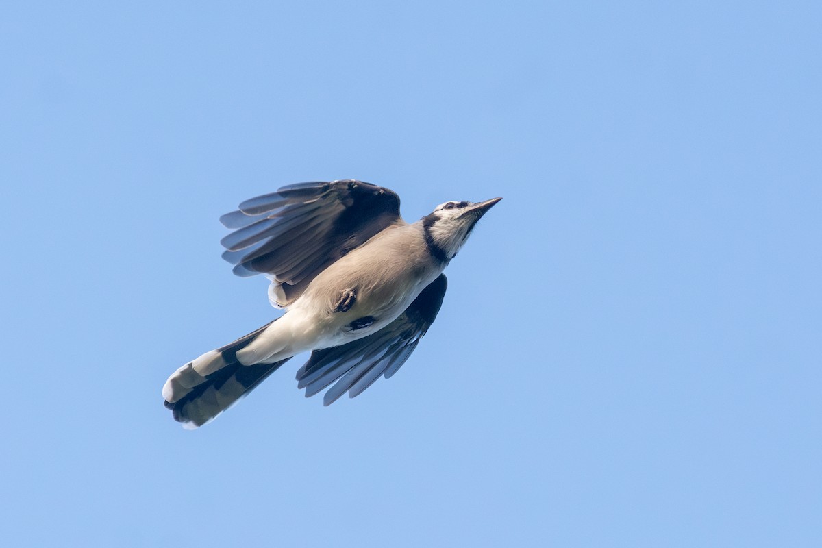 Blue Jay - ML642042144