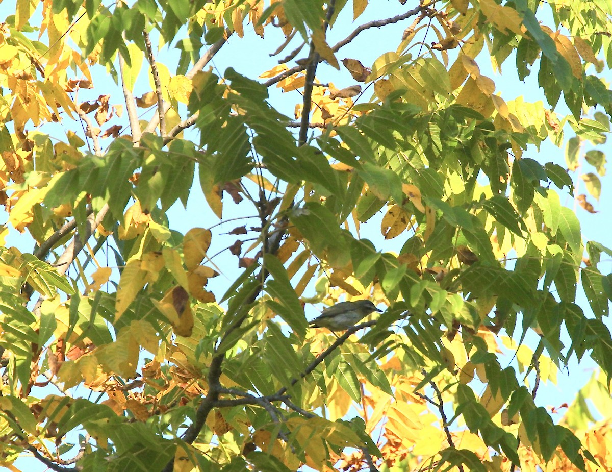 Red-eyed Vireo - ML642042154