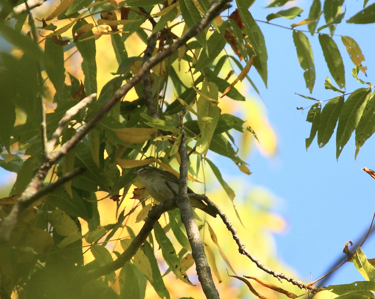 Red-eyed Vireo - ML642042155