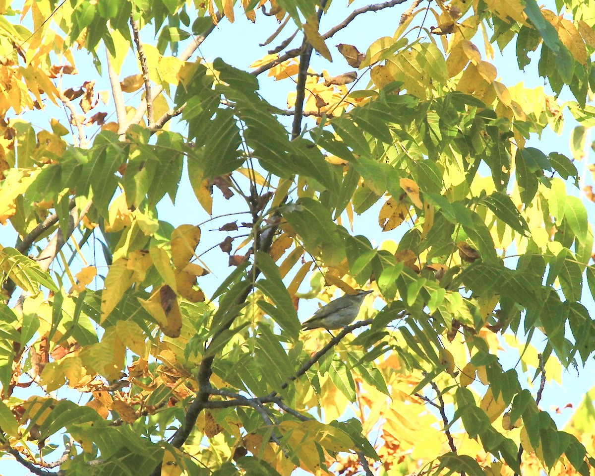 Red-eyed Vireo - ML642042157