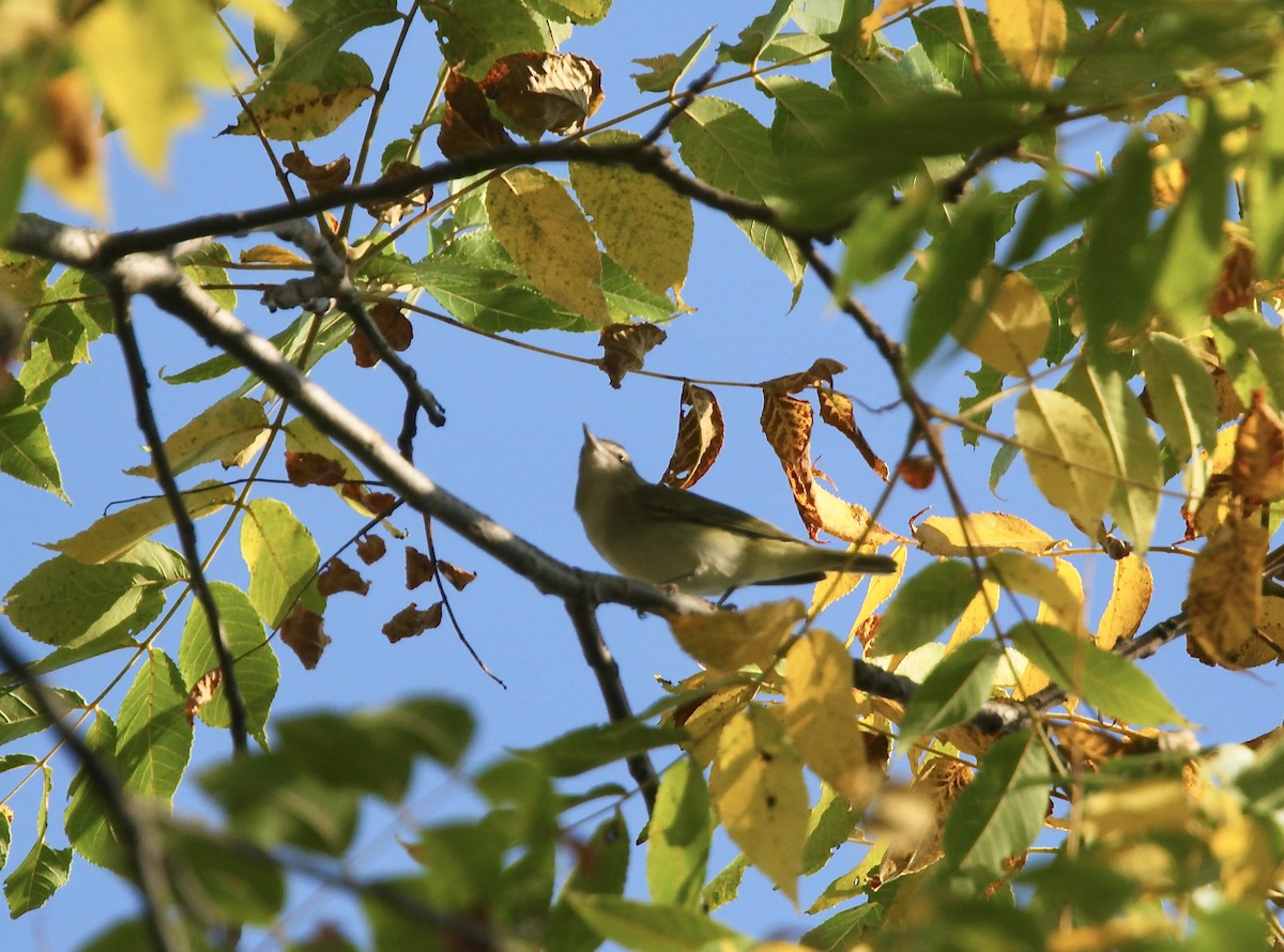 Red-eyed Vireo - ML642042158