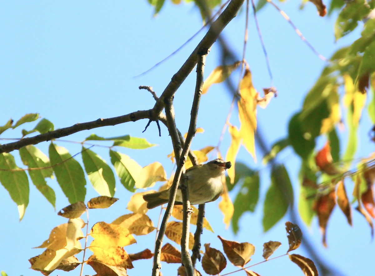 Red-eyed Vireo - ML642042159