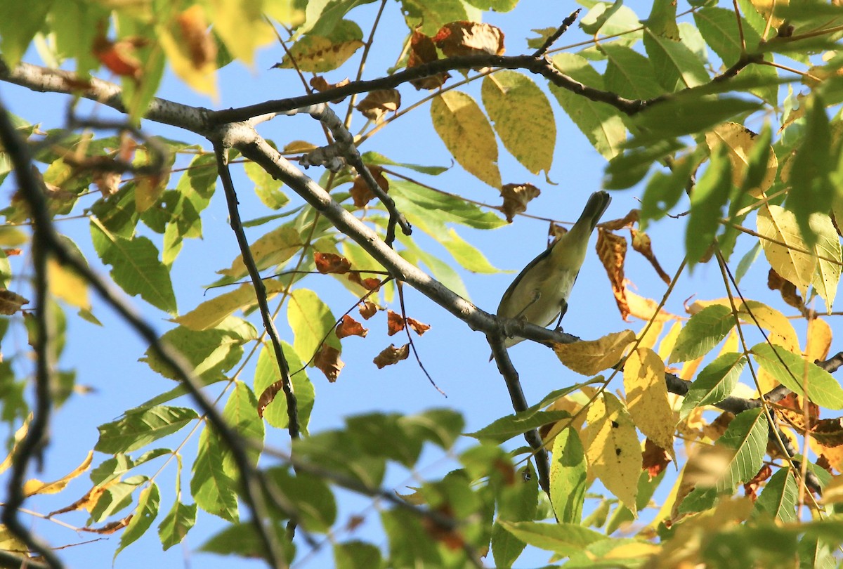 Red-eyed Vireo - ML642042160