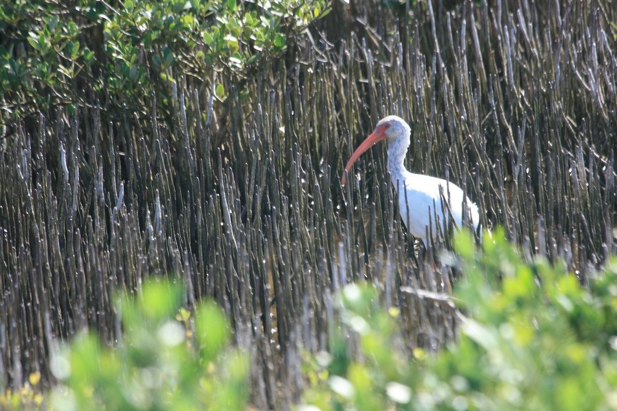 White Ibis - ML642042163