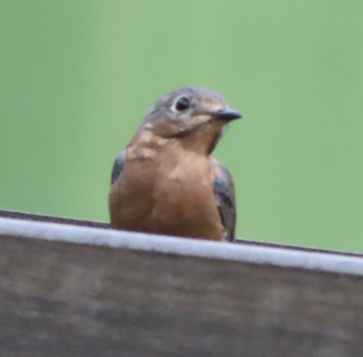 Eastern Bluebird - ML642042167