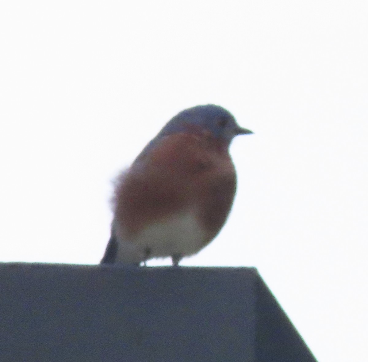 Eastern Bluebird - ML642042169