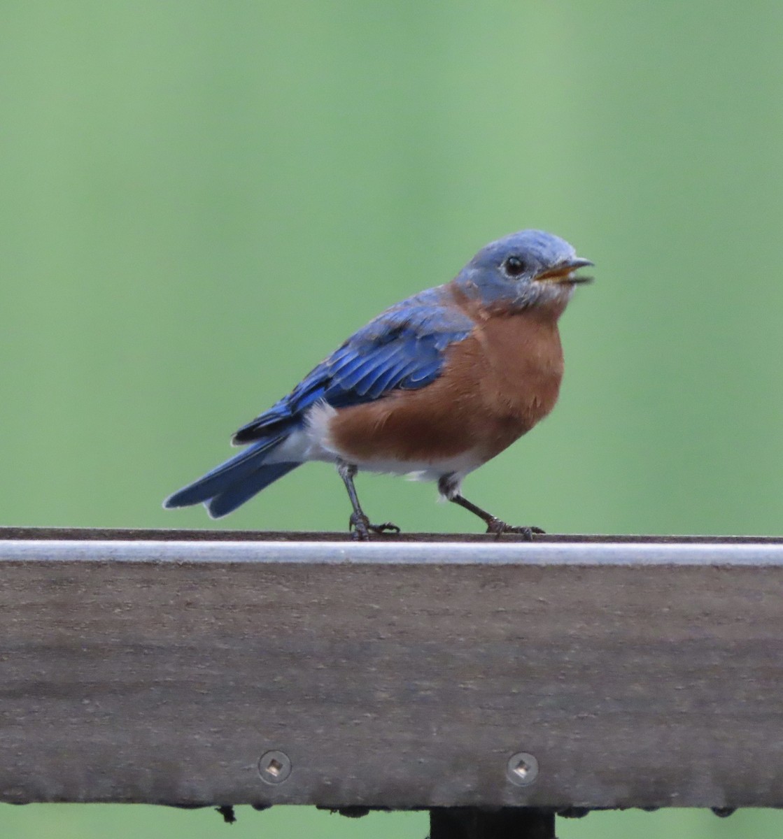 Eastern Bluebird - ML642042170