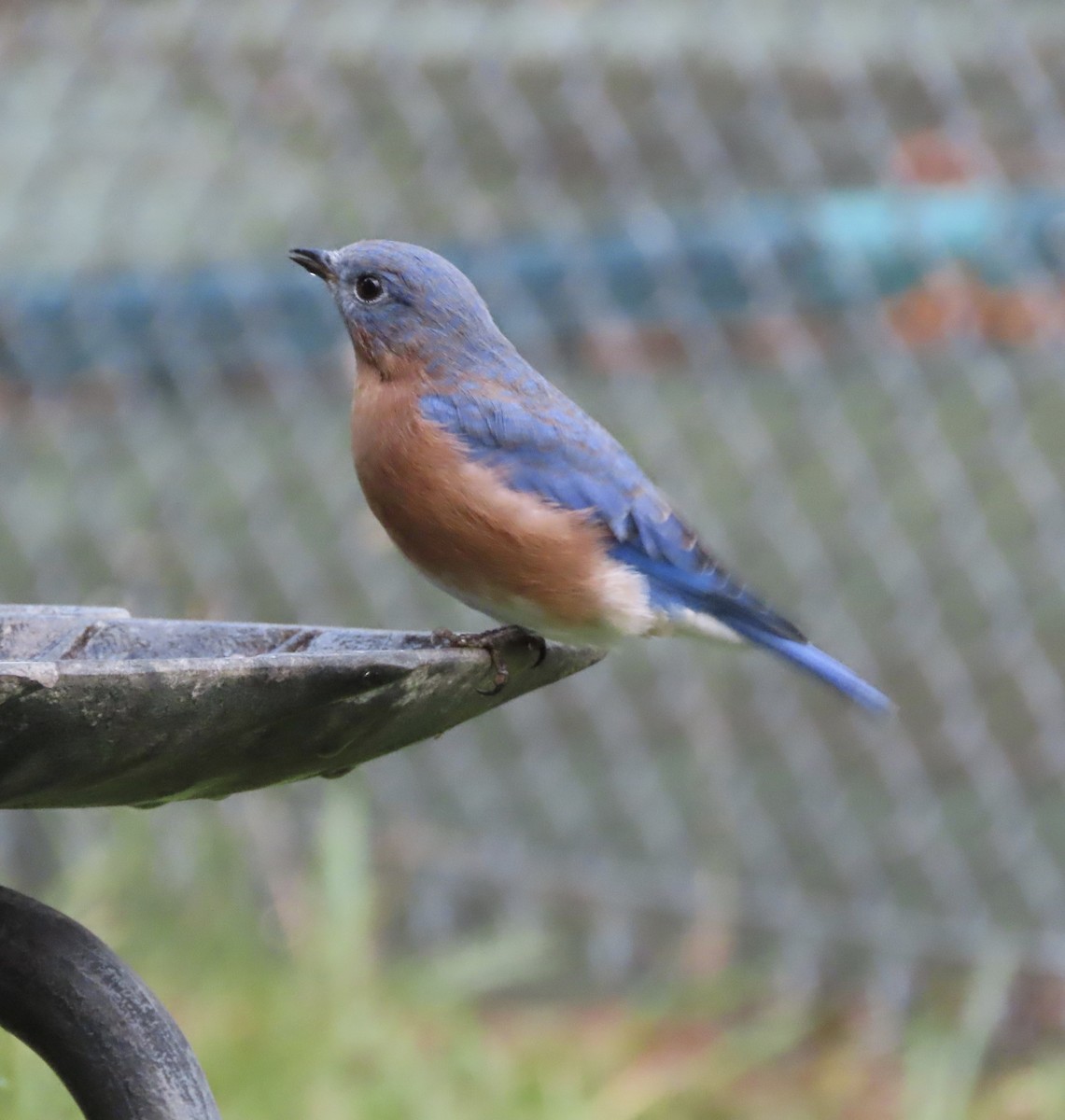Eastern Bluebird - ML642042171
