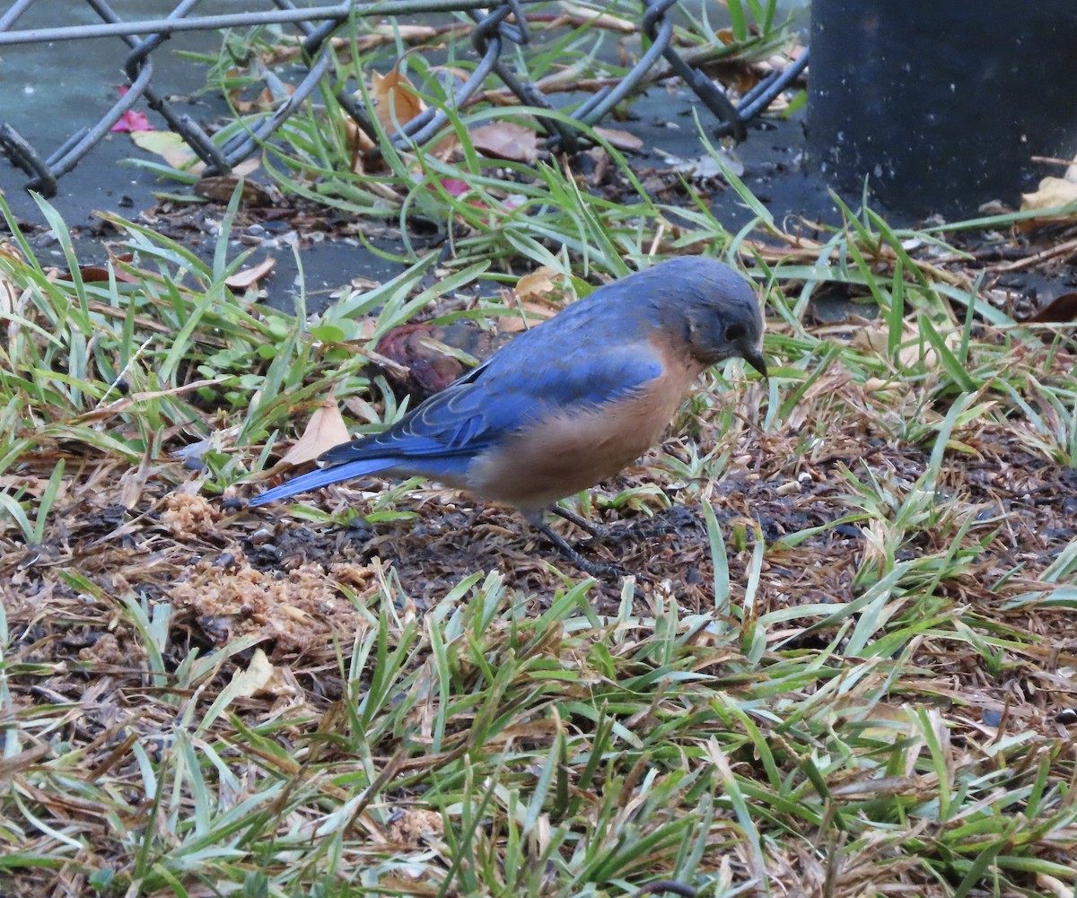 Eastern Bluebird - ML642042172