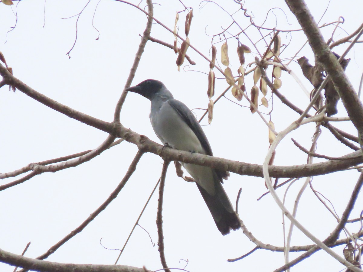 Wallacean Cuckooshrike (Sumba) - ML642042179