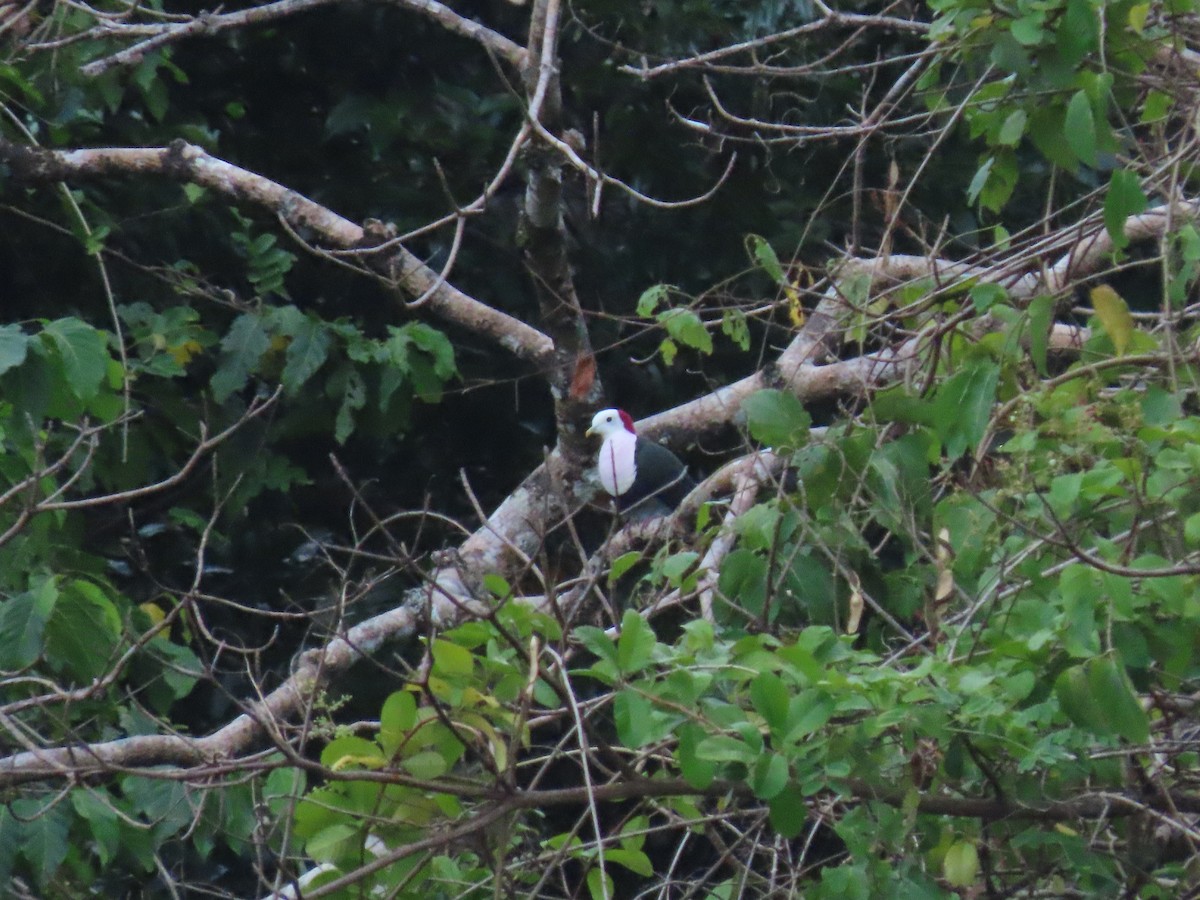Red-naped Fruit-Dove - ML642042189