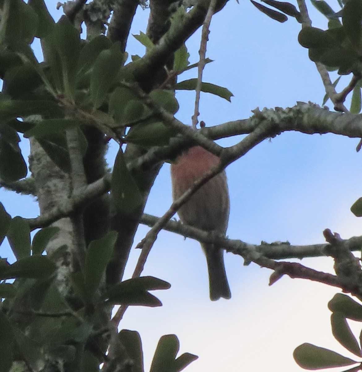 House Finch - ML642042191