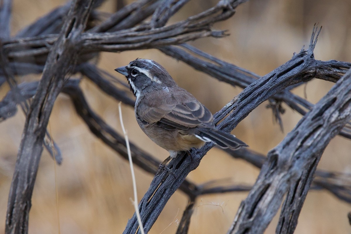 Black-throated Sparrow - ML642042199