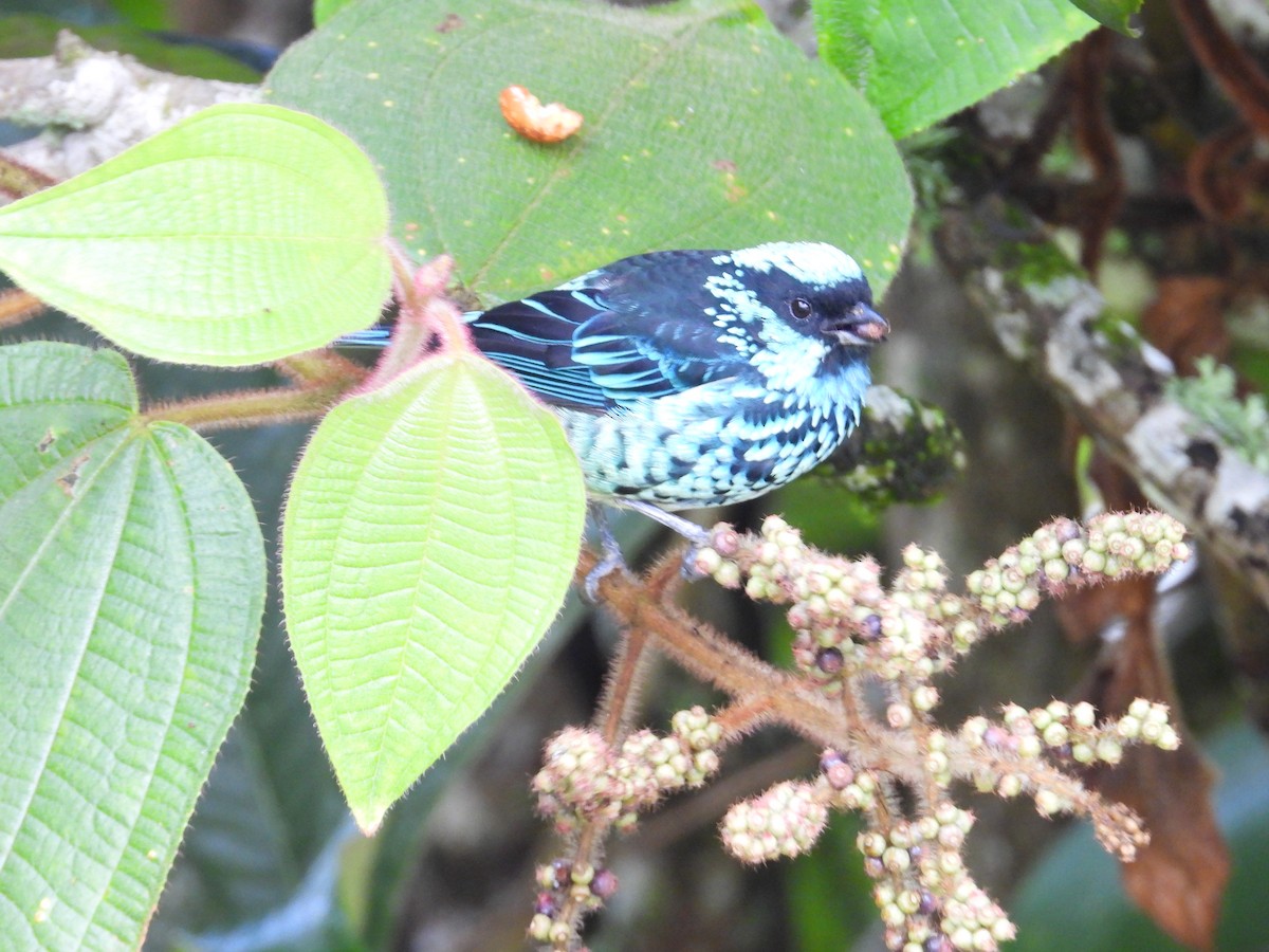 Beryl-spangled Tanager - ML642042204