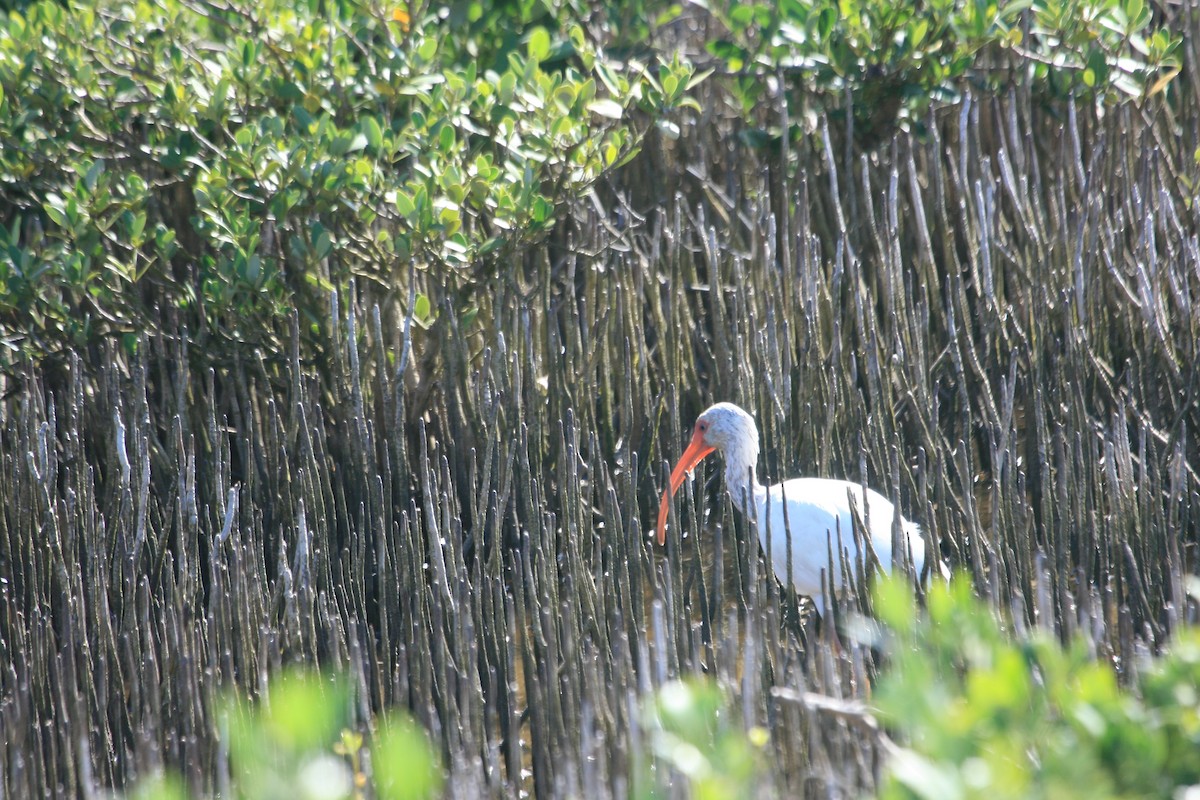 White Ibis - ML642042211