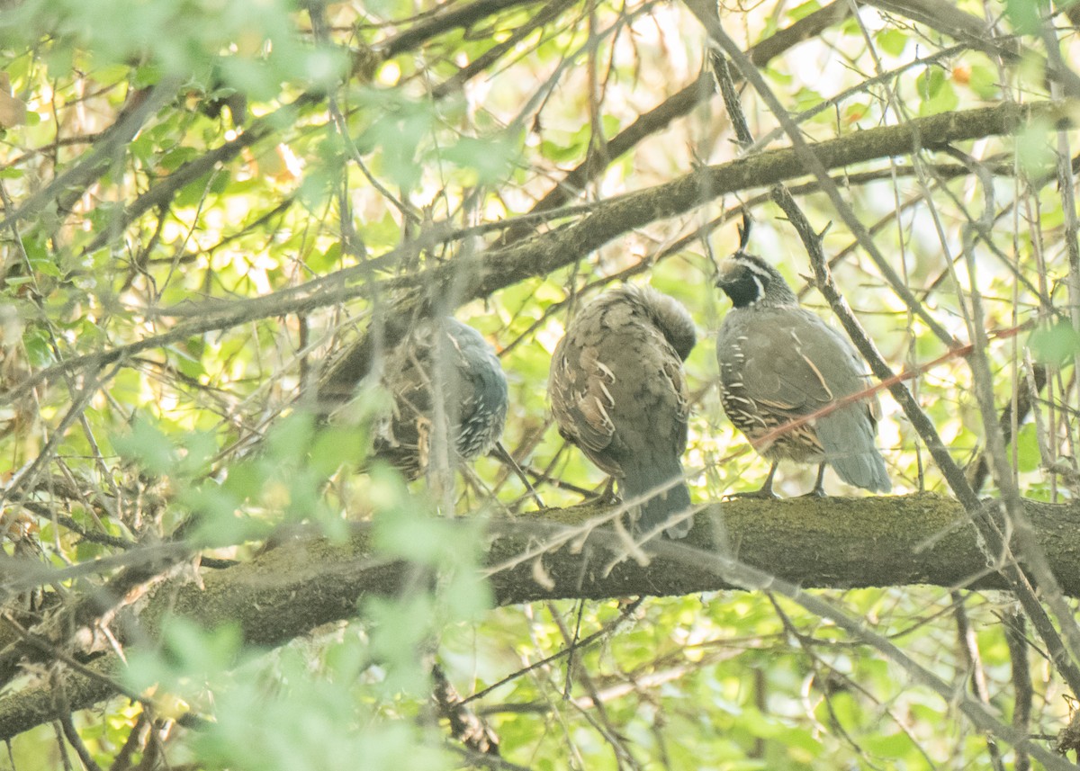 Galeper kaliforniarra - ML642042217
