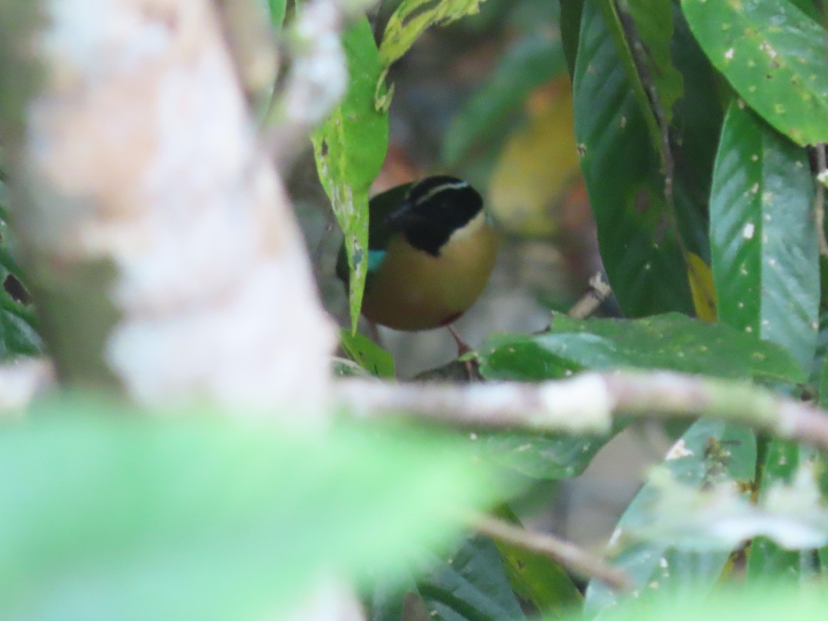 Elegant Pitta - ML642042219