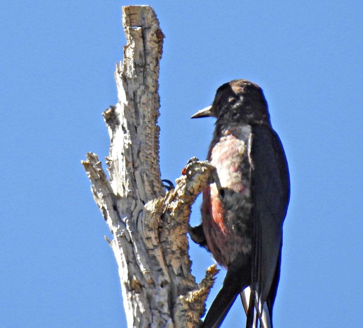 Lewis's Woodpecker - ML642042224
