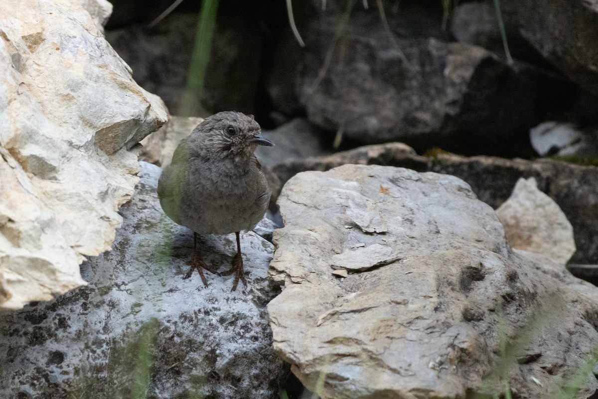 Dunnock - ML642042236