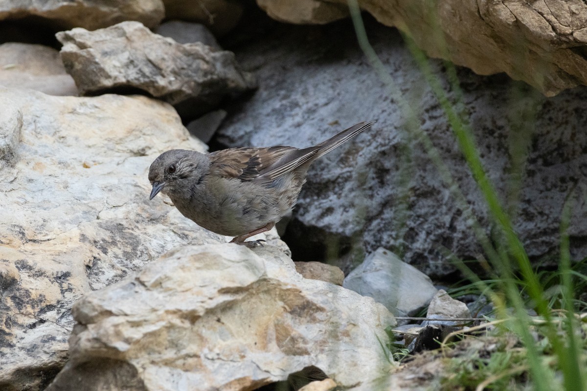 Dunnock - ML642042237