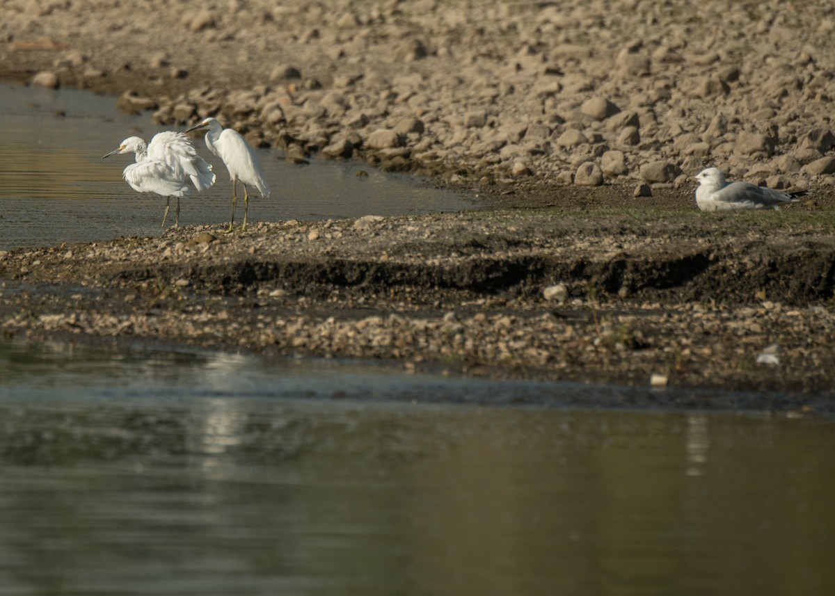 Snowy Egret - ML642042241