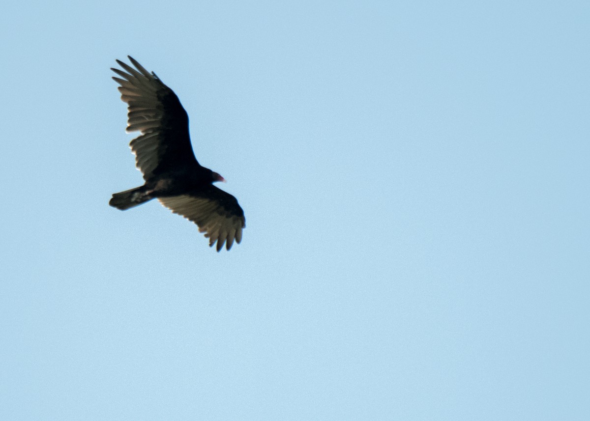Turkey Vulture - ML642042245