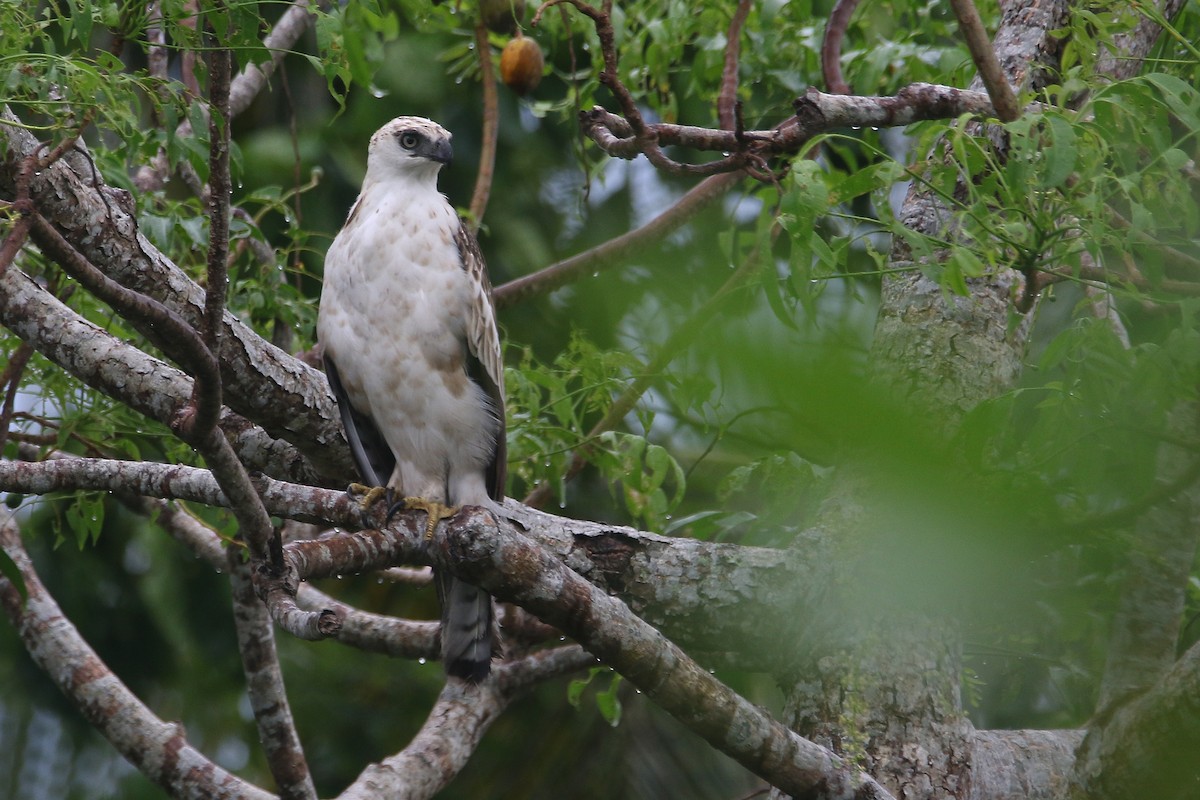 Pinsker's Hawk-Eagle - ML642042248