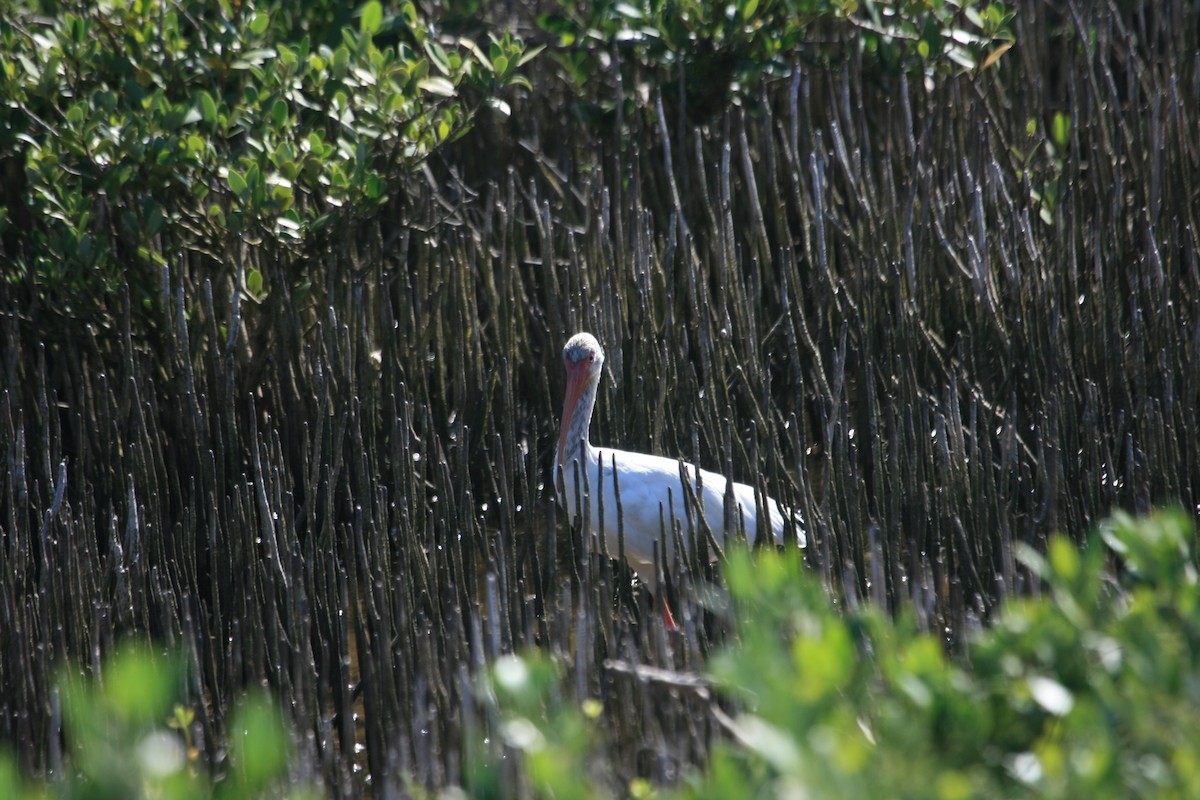 White Ibis - ML642042250