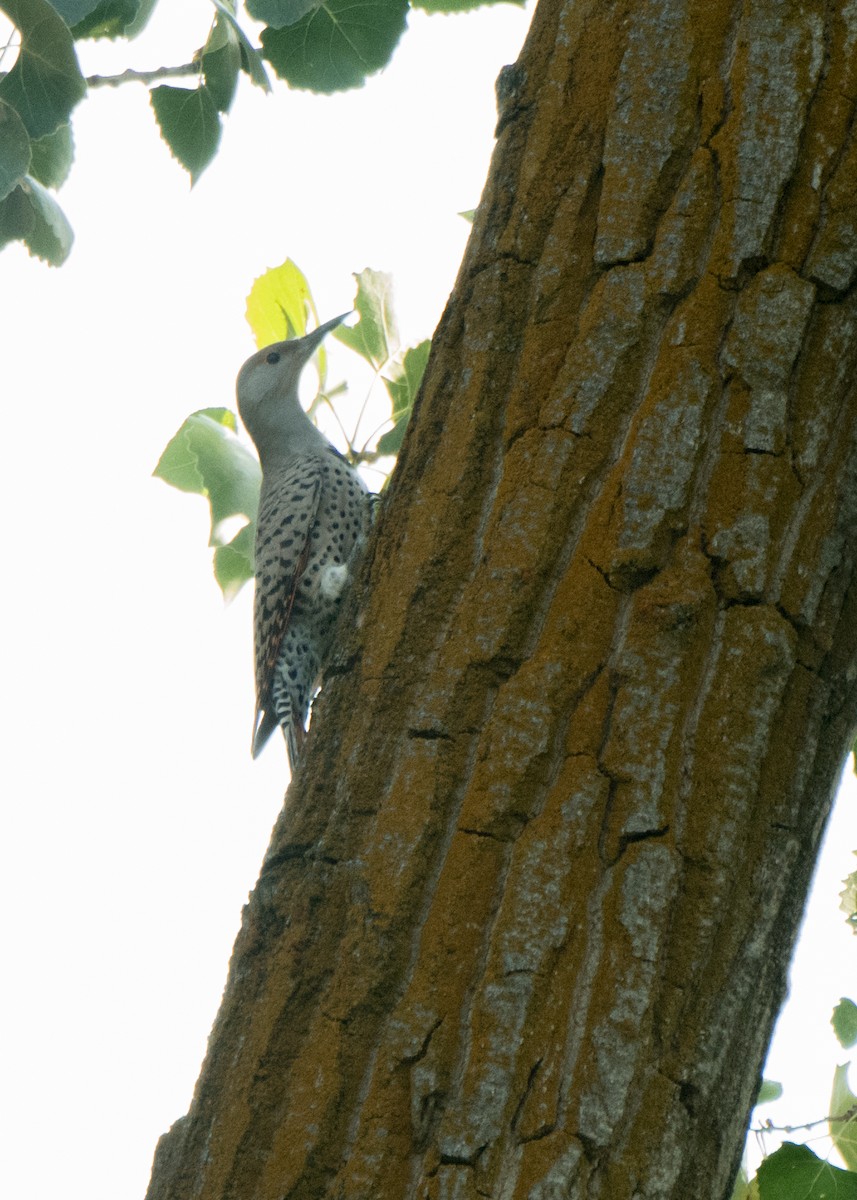 Northern Flicker - ML642042253