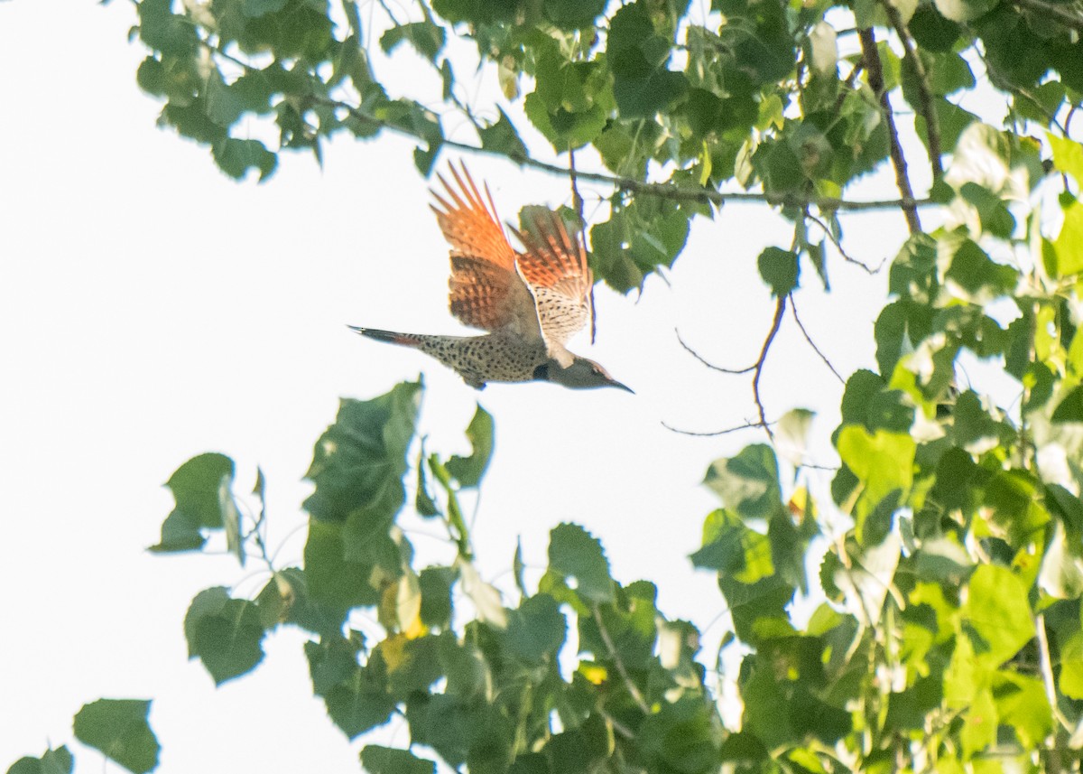Northern Flicker - ML642042255
