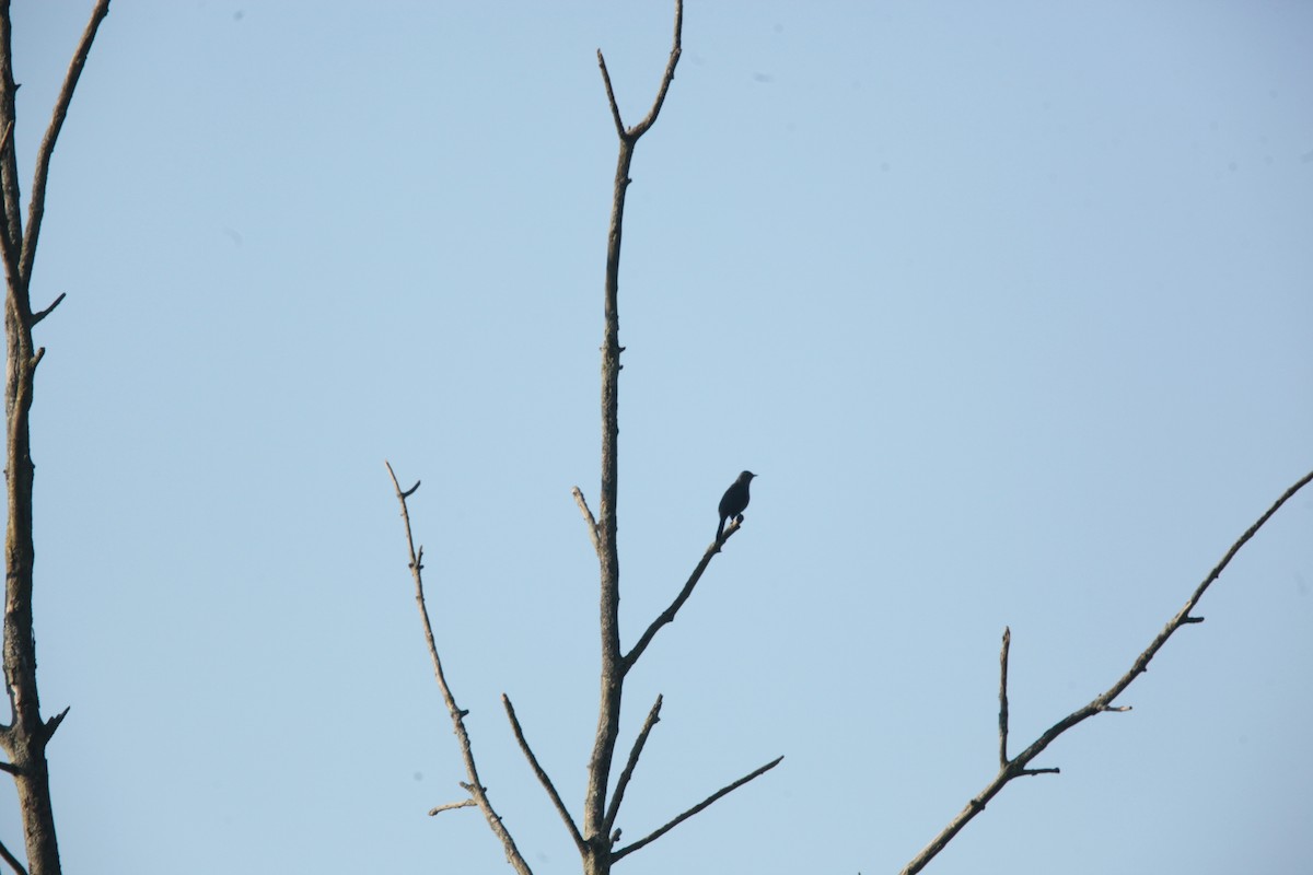 Miaulari grisa - ML642042263