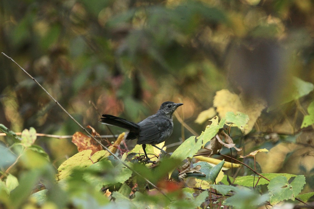 Miaulari grisa - ML642042264