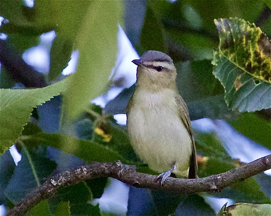 Red-eyed Vireo - ML642042265